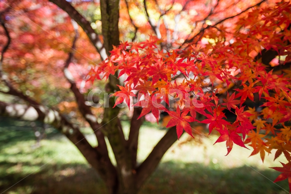 가을,단풍,나무,계절,단풍잎,은행,산,여행,가을,계절,fall,autumn,season,식물,자연,plants,nature,leaf,잎,plant,tree
