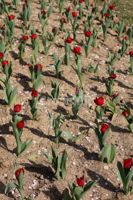 튤립,꽃,tulip,flower,봄,계절,분위기,벚꽃,꽃잎,농장,식물,자연,plants,nature,꽃,flower