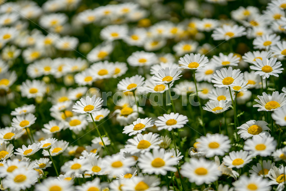 구절초,봄,꽃,식물,자연,봄꽃,근접,식물,자연,plants,nature,꽃,flower