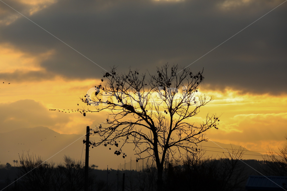 아침,해,일출,풍경,자연,옥외,햇빛,nature,sunlight,outdoors,나무,새