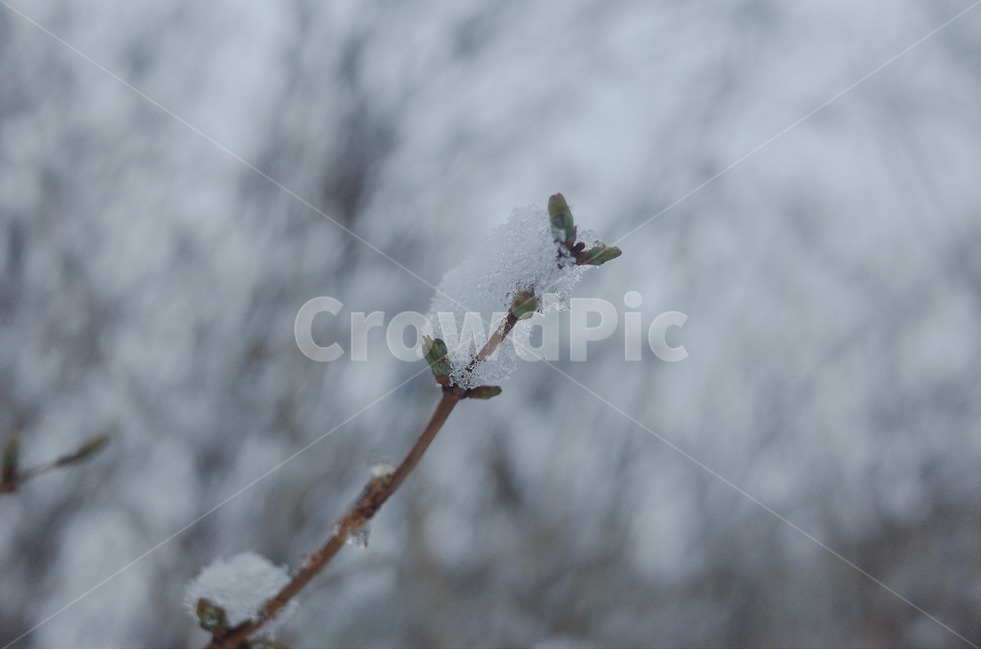겨울,눈,새싹,새로운,조용한,희망,시작,나무,얼음,winter,tree,cold,start,hope,freeze,silence,snow,아웃포커싱,plants,자연,겨울,계절,winter,season,식물,자연,plants,nature