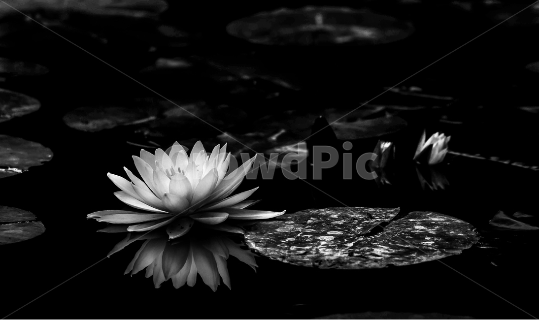 수련,연,식물,자연,흑백사진,flower,nature,식물,자연,plants,nature,꽃,flower,흑백,모노톤,monochrome,black and white