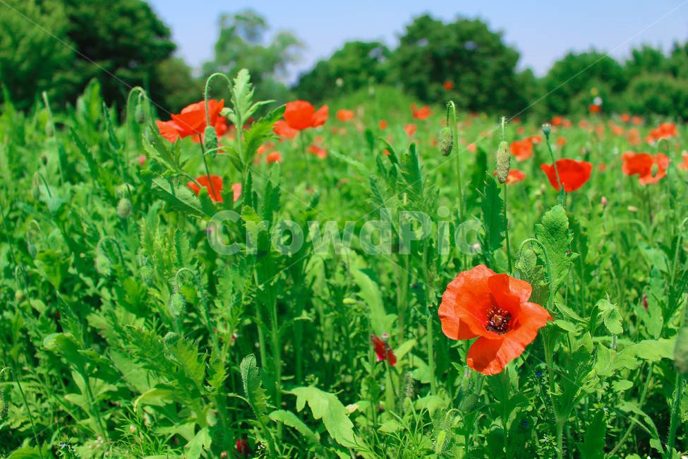 꽃,봄,빨간색,양귀비,flower,초록색,파릇파릇,spring,red,green,들판,field,자연,nature,식물,자연,plants,nature,꽃,flower