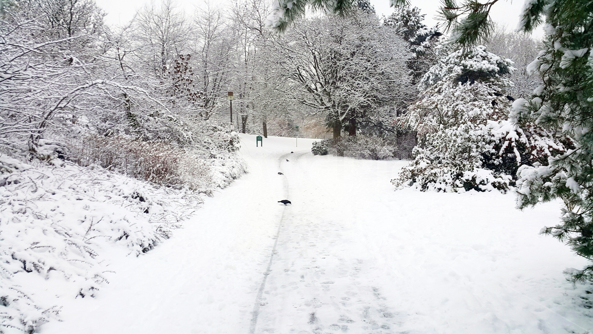 nature,자연,outdoors,옥외,snow,눈길,산책