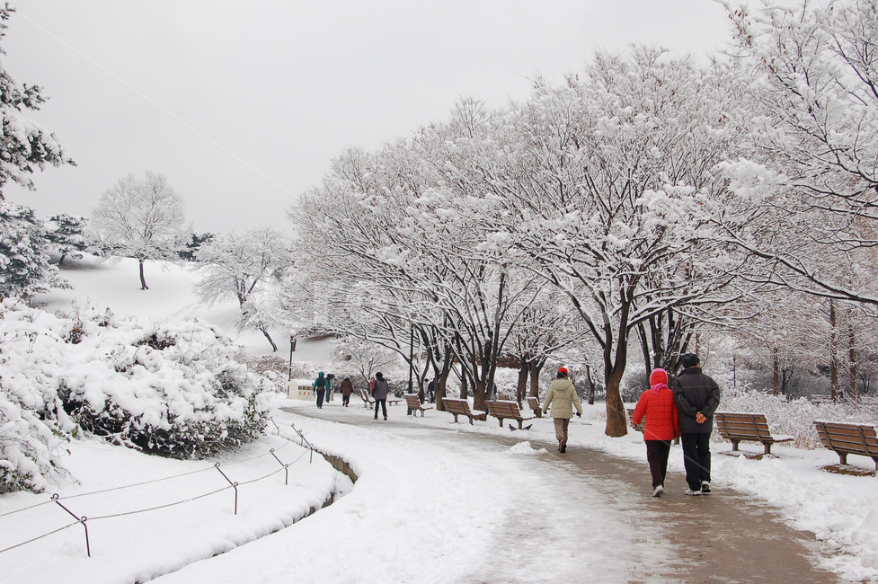 겨울,눈,설경,공원,산책,산책로,사람,운동,걷기,걷기운동,숲,나무,스노우,계절,자연,풍경,올림픽공원,나뭇가지,하얀,함박눈,폭설,설원,아름다운,흐린,날씨,야외,실외,벤치,서울,한국,겨울,계절,winter,season,사람들,대중,군중,other people,crowd