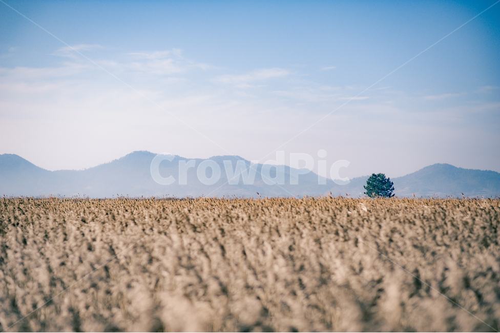 field,들,plant,식물,풍경,하늘,자연,풍경,nature,landscape
