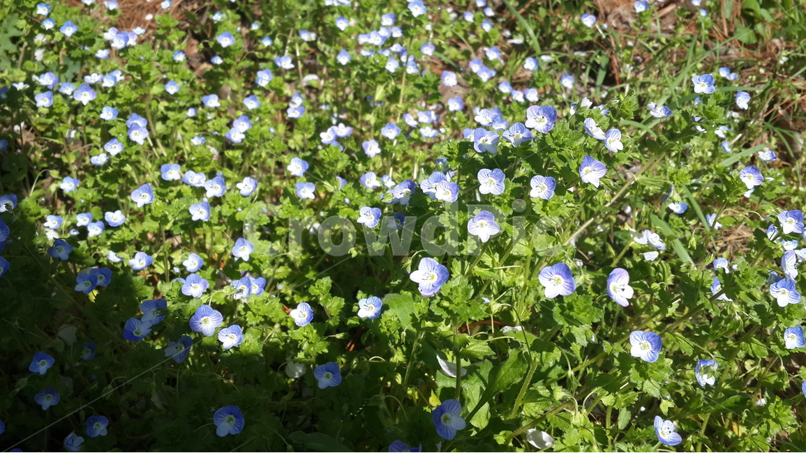꽃,개불알풀,자연,풀밭,flower,nature,봄,계절,spring,season,식물,자연,plants,nature,꽃,flower,geranium,제라늄,plant,blossom