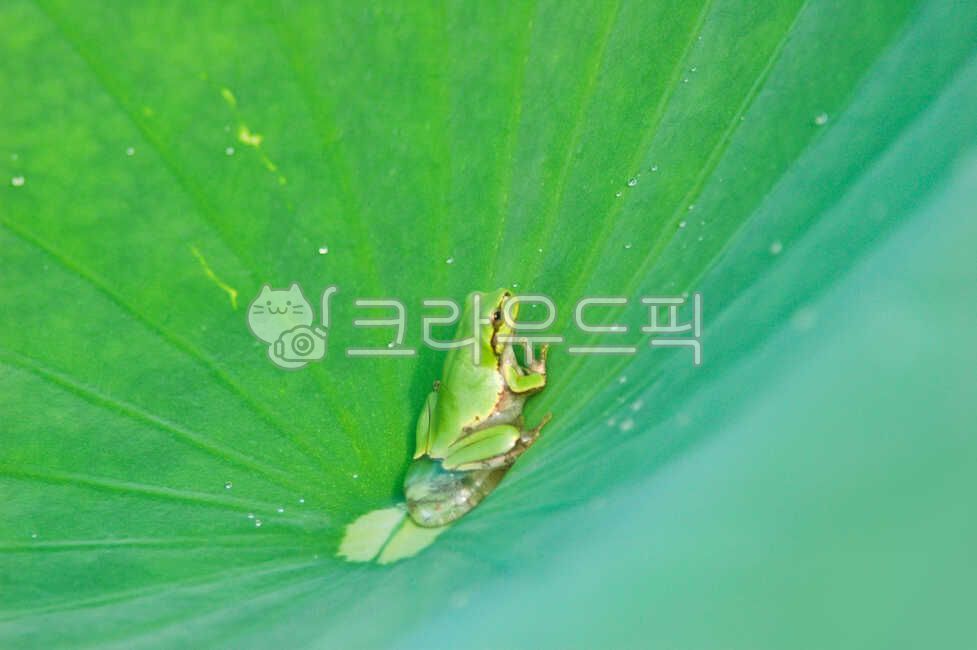 청개구리,개구리,동물,양서류,연잎,연꽃,파충류,양서류,reptile,amphibian