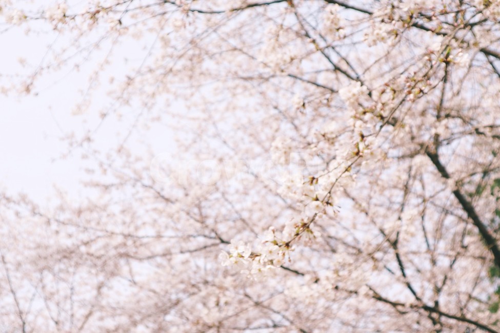 봄,꽃,벚꽃,spring,flower,cherryblossom,봄,계절,spring,season,식물,자연,plants,nature,꽃,flower,감성,sensible,feeling,plant,blossom
