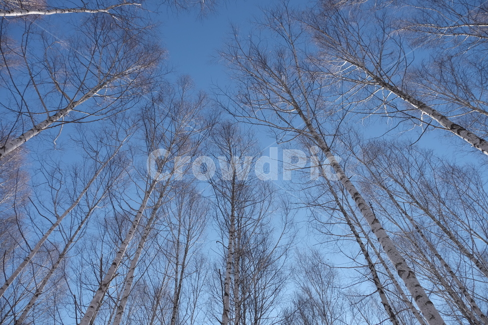 나무,식물,하늘,겨울,눈,자작나무,숲,설경,tree,plant,sky,blue,white,snow,winter,forest,long,자연,nature,풍경,landscape,경관,아련,웅장,겨울,계절,winter,season,자연,풍경,nature,landscape
