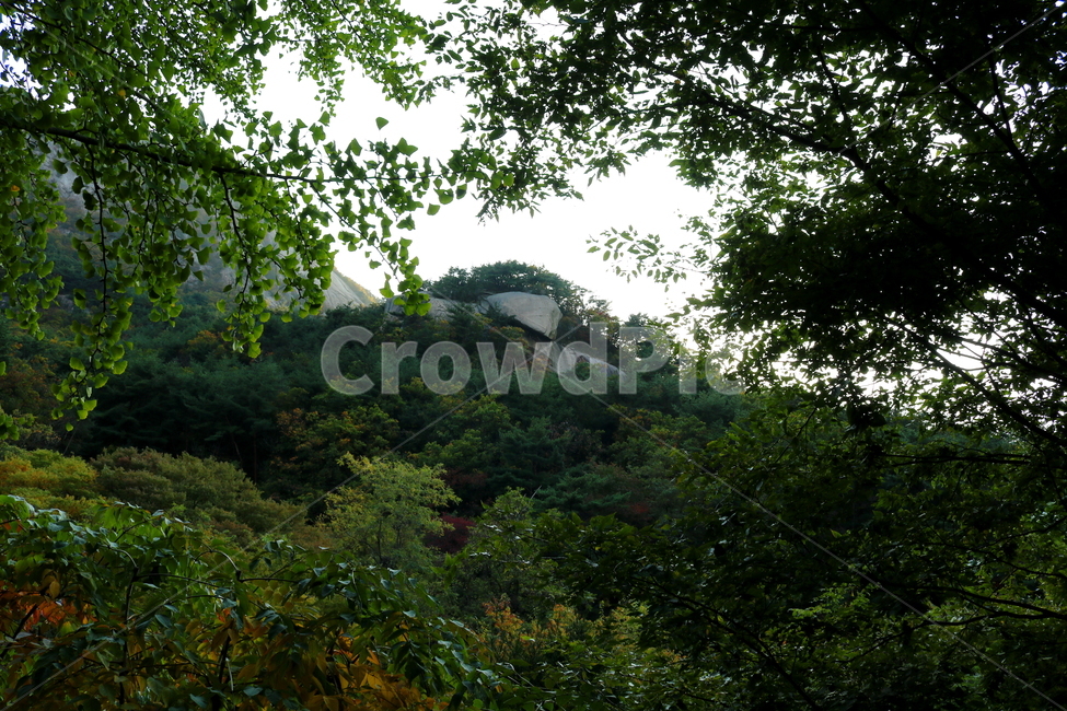산,북한산,나무,식물,자연,풍경,등산로,산책로,공원,국립공원,북한산국립공원,은행나무,소나무,자연,풍경,nature,landscape