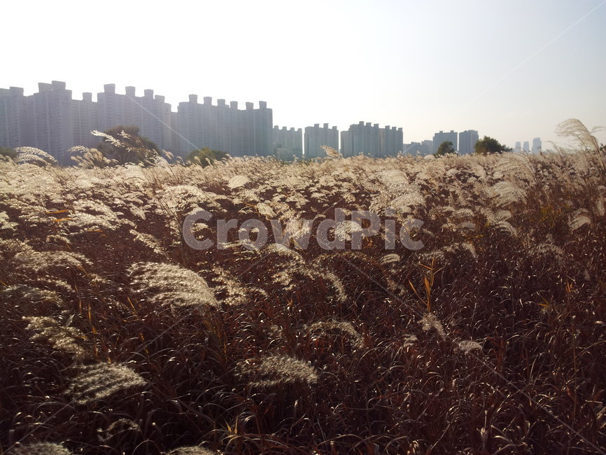 겨울,갈대,자연,배경,감성,가을,가을,계절,fall,autumn,season,grass,잔디,plant,식물