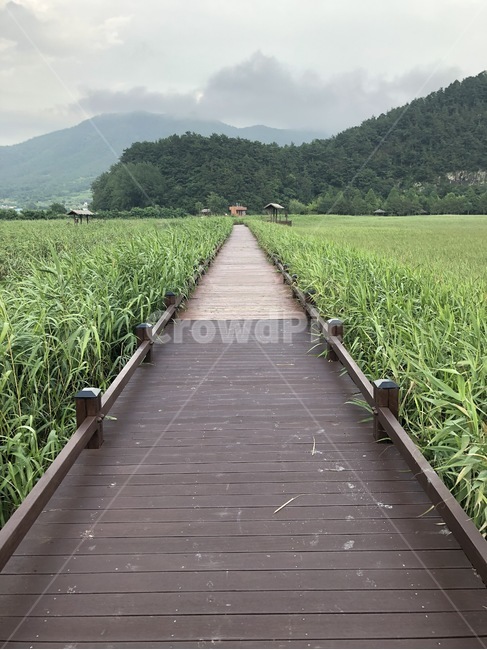 순천만습지,순천,building,bridge,다리,건물,boardwalk,산책로