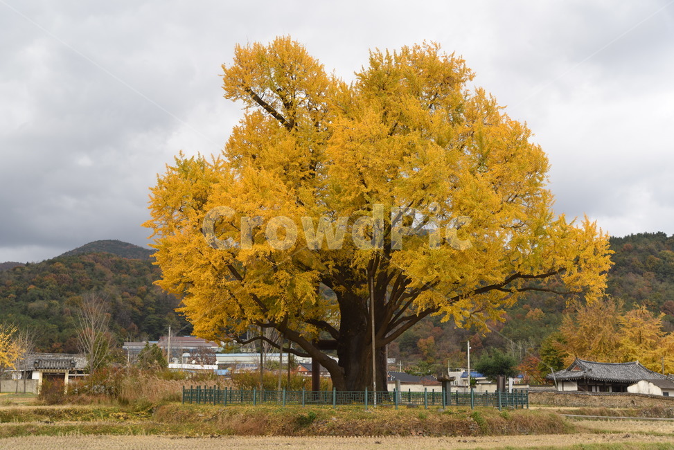 노거수,은행나무,구량리,tree,나무,plant,식물,보호수,가을,계절,fall,autumn,season,식물,자연,plants,nature,나무,trees,wood,tree trunk,나무 줄기