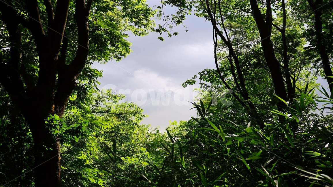 숲,나무,하늘,잎,자연,구름,계절,신록,나뭇잎,자연,풍경,nature,landscape,vegetation,초목,plant,식물,outdoors,옥외,tree