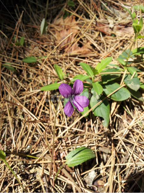 plant,식물,보라색꽃,꽃,들꽃,야생화,blossom,flower,산책,자연,nature,제비꽃,클로즈업,식물,자연,plants,nature,꽃,flower