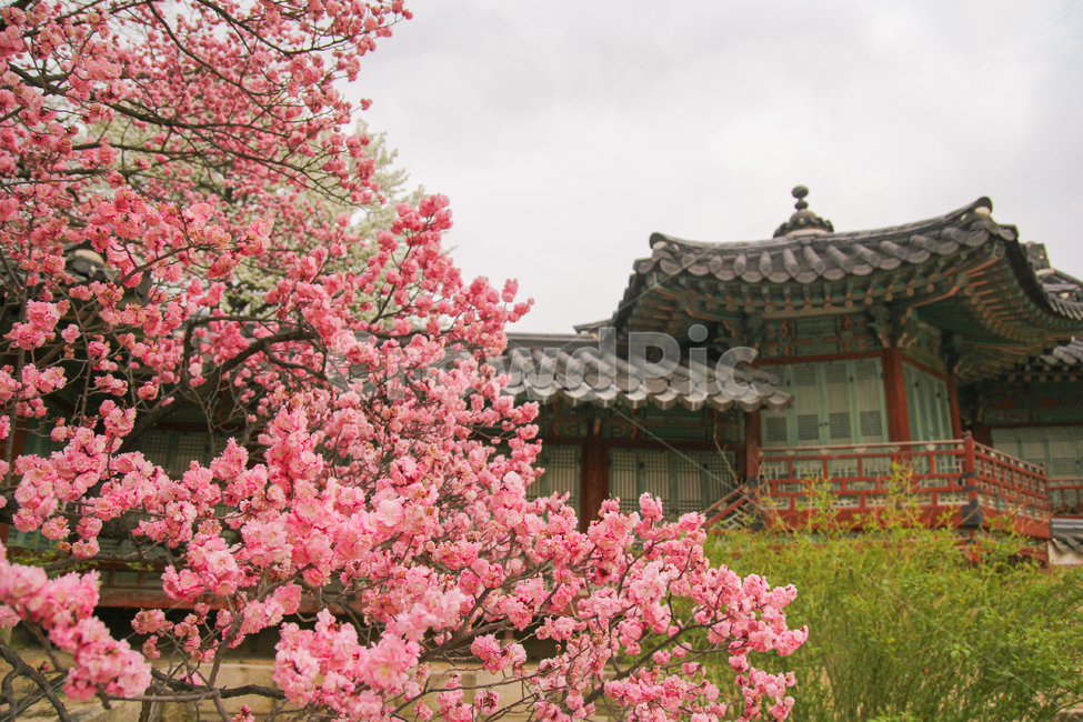 홍매화,고궁,창덕궁,꽃,봄,자연,풍경,매화나무,매화꽃,매화,하늘,봄,계절,spring,season,한국전통,한국문화,korean traditional,korean culture,랜드마크,landmark,tourist attraction,한국랜드마크,한국관광지,한국명소,korea landmark,korea tourist attraction,식물,자연,plants,nature,꽃,flower