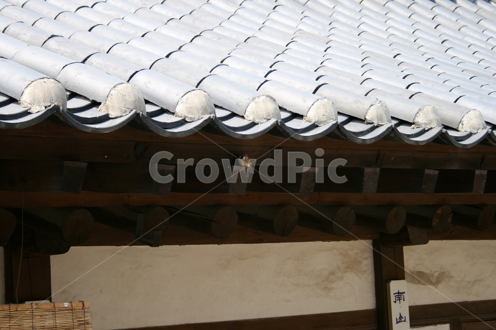 한국,전통가옥,고택,한옥,기와,지붕,기와지붕,한국전통,한국문화,korean traditional,korean culture,동물,animal,조류,새,birds,건축물,건물외관,exterior,building,structure,architecture,construction