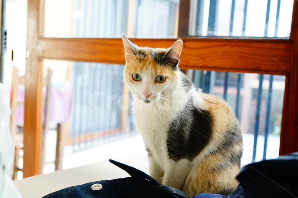 고양이,cat,애완동물,pet,귀여운,도도한,동물,갈색,검정색