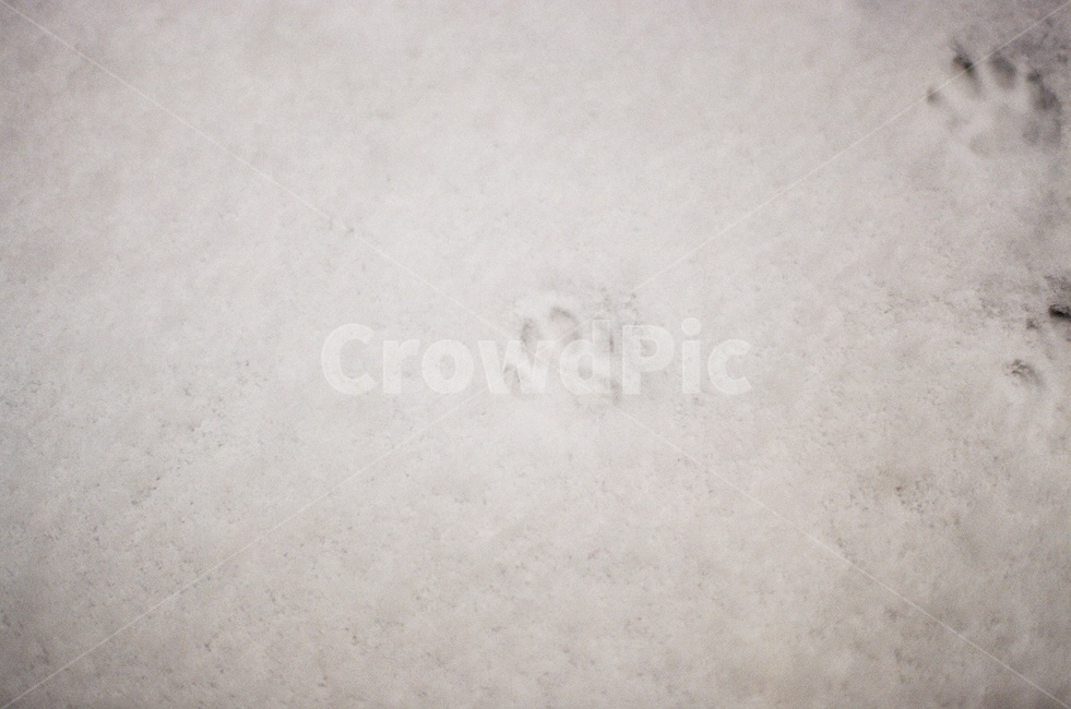 눈,발자국,동물발자국,바닥,귀여운,사랑스러운,동물,필름사진,감성사진,겨울,겨울,계절,winter,season