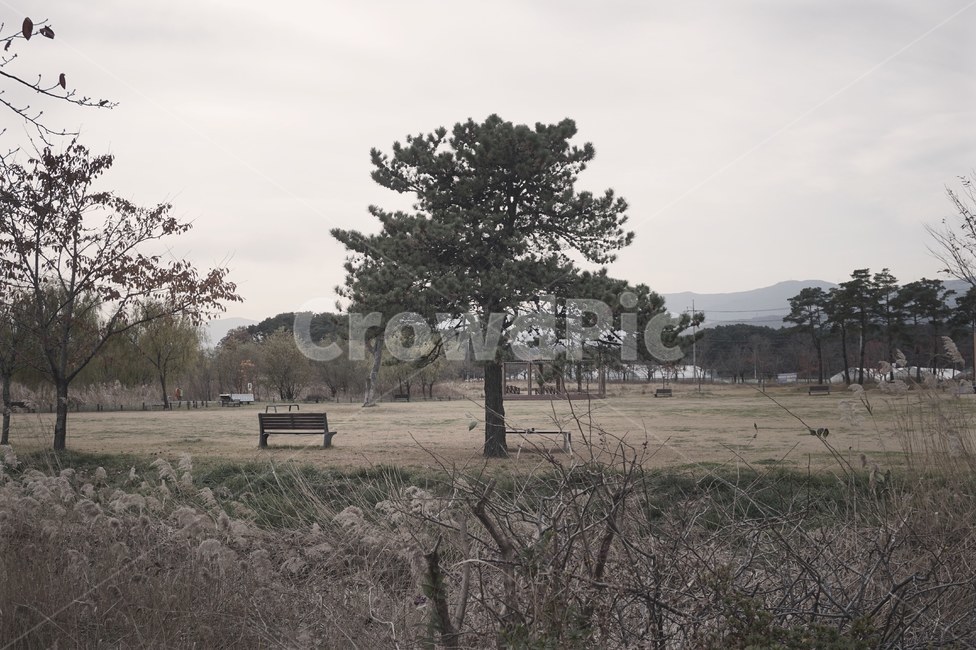 nature,풍경,나무,자연,벤치,bench