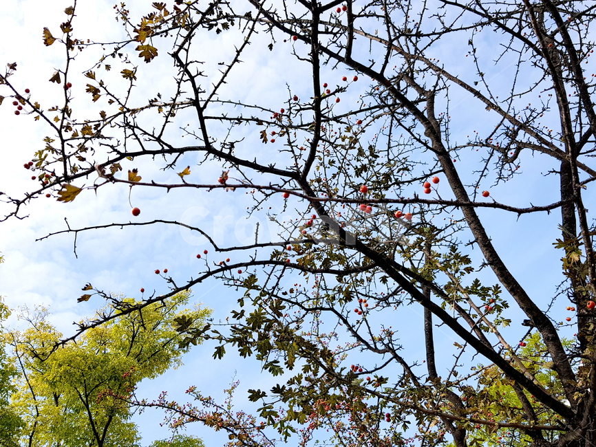 양산,금산근린공원,공원,가을하늘,나무,plant,식물,treetrunk,나무줄기,붉은열매,가을,하늘,푸른하늘,sky,azuresky,옥외,outdoors,nature,자연,풍경,nature,landscape,tree