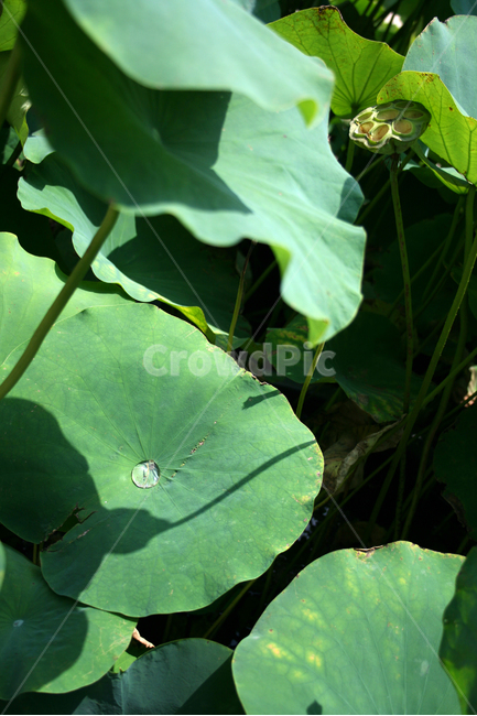 flower,plants,nature,꽃,봉원사,풍경,연잎,물방울,식물,자연,plants,nature
