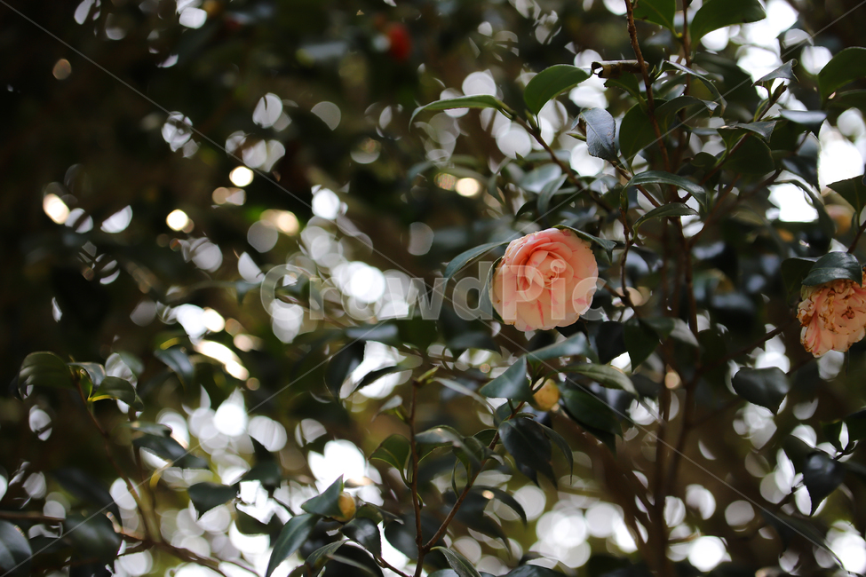 꽃,동백,보케,플라워,식물,식물,자연,plants,nature,꽃,flower