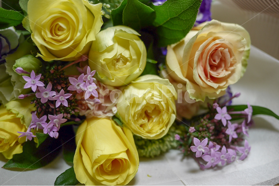 꽃,꽃다발,수국,장미,선물,여자친구,사랑,다발,플라워,flower,꽃,flower,기념일,축하,anniversary,congratulation,celebrate,celebration
