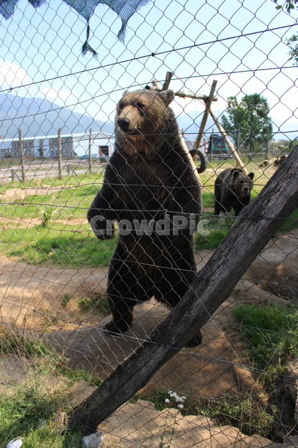 곰,동물,야생생물,크로아티아,bear,동물,animal,포유류,mammal