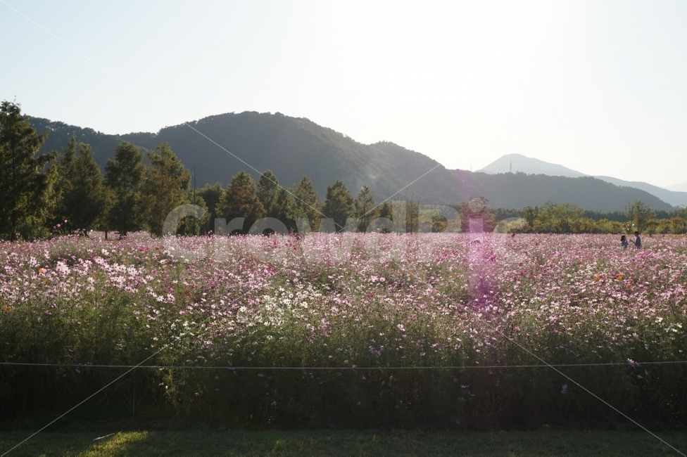 가을,풍경,햇살,계절,코스모스,일상,스냅,fall,autumn,landscape,sunshine,season,cosmos,꽃,자연,flower,nature,snap,daily,산책,산,나무,tree,mountain,자연,풍경,nature,landscape,가을,계절,fall,autumn,season