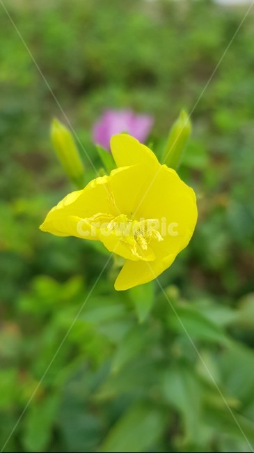 pollen,화분,plant,식물,꽃,식물,자연,plants,nature,꽃,flower