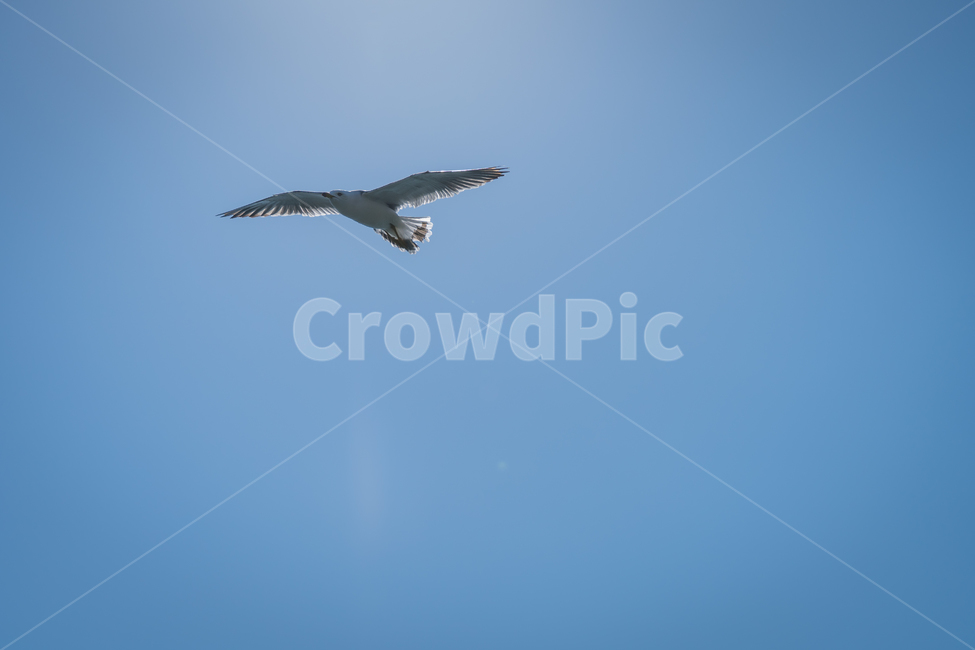 갈매기,조류,바다,비상,새,비행,seagull,창공,날다,자연,트랙킹,연사,순간포착,동물,animal,조류,새,birds