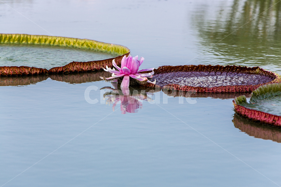 빅토리아연꽃,반영,가지연꽃,연못,습비,문양,식물,자연,plants,nature,꽃,flower