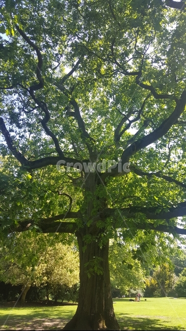 big tree,tree,foreign tree,oak tree,nice tree