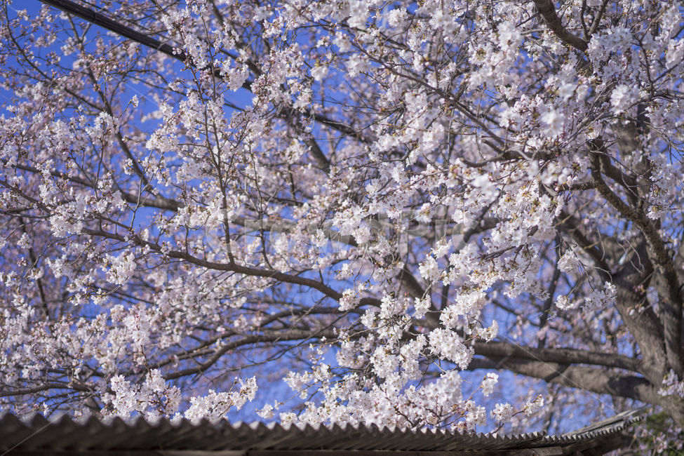 벚꽃,봄꽃,지붕위,처마위꽃,동네,봄,계절,spring,season,plant,식물,flower,꽃,blossom
