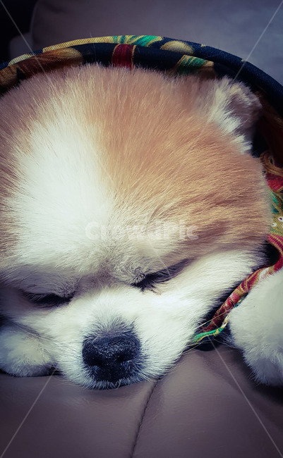 강아지,puppy,개,dog,포메라니안,pomeranian,낮잠,반려동물,반려견,animal,동물,동물사진,동물,animal,포유류,mammal,개,강아지,dog,doggy