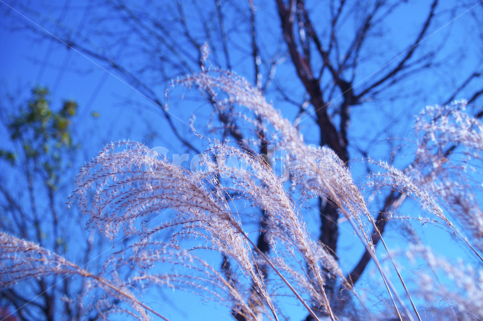 갈대,가을,풍경,감성,grass,잔디,plant,식물,가을,계절,fall,autumn,season,식물,자연,plants,nature