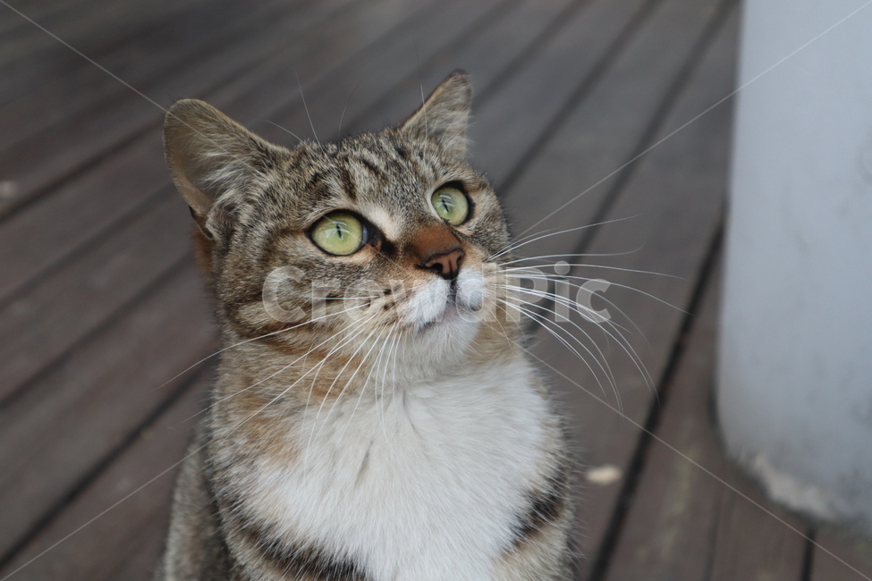 animal,동물,고양이,cat,pet,코리안숏헤어,동물,animal,포유류,mammal,고양이,cat,kitten,kitty