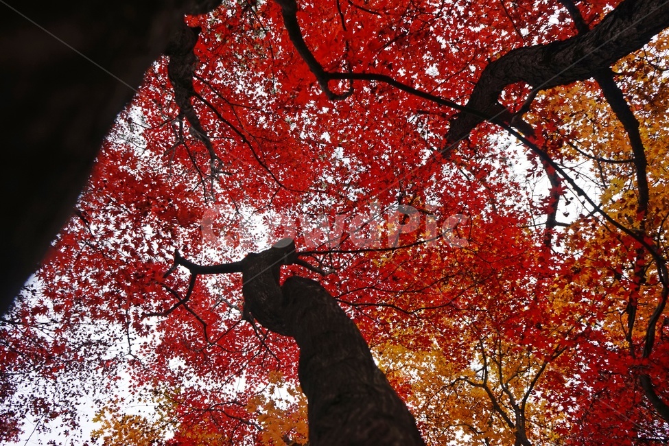 가을,단풍,단풍나무,화려함,가을풍경,autumn,fall,autumnleaves,plant,nature,계절,나무,븕은색,maple,red,season,colorful,느낌,감성,trees,branches,울긋불긋,자연,가을,계절,fall,autumn,season,식물,자연,plants,nature,나무,trees,wood,leaf,잎,tree