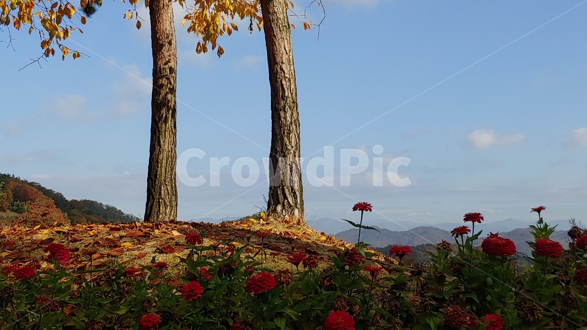 가을언덕,가을산,단풍,가을풍경,나무,낙엽,tree,식물,가을,계절,fall,autumn,season,plant,tree trunk,나무 줄기