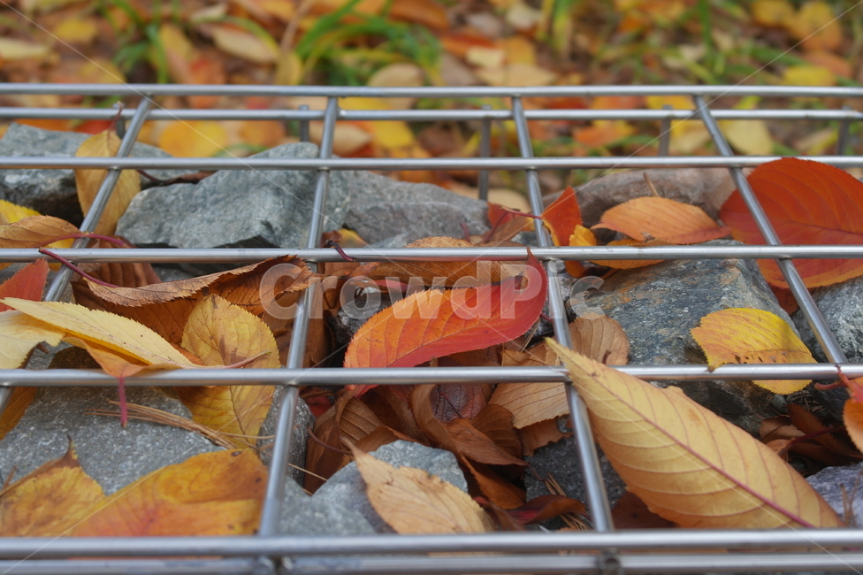 leaf,잎,plant,식물,가을,autom,낙엽,단풍잎,풍경