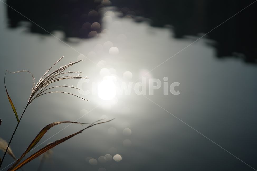 자연,가을,계절,갈대,풀,식물,생물,plant,옥외,flare,플레어,light,빛