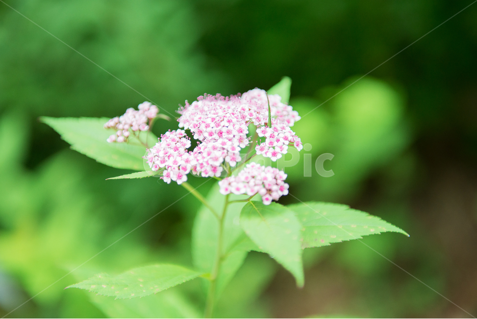 조팝나무,분홍꽃,꽃,나무,식물,야생화,장미과,식용,자연,flower,tree,plants,nature,pink,식물,자연,plants,nature,꽃,flower