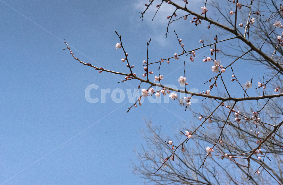 봄,벚꽃,하늘,데이트,봄데이트,꽃놀이,구름,감성,안양천,봄,계절,spring,season,plant,식물,blossom,꽃,flower