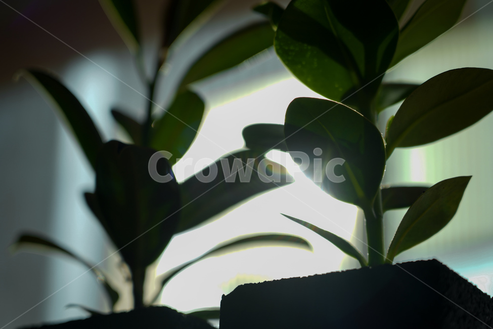 식물,햇빛,그림자,공기정화,고무나무,나무,방안,실내용화초,화분,화초,house plant