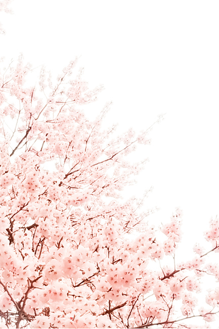 식물,감성,plant,과노출,벚꽃,자연,nature,사쿠라,sakura,cherryblossom,봄,spring,과다노출,overexpose,overexposed,풍경