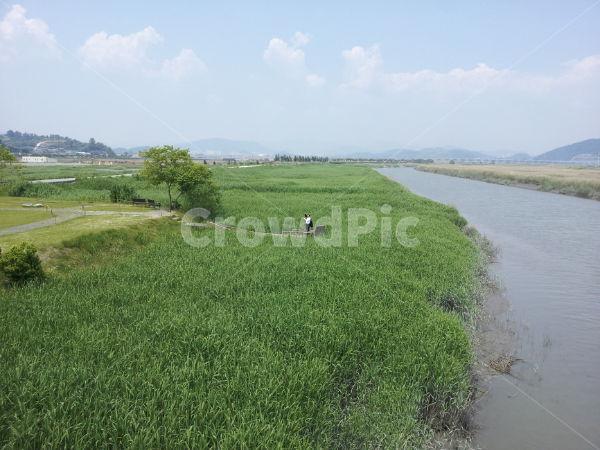 갈대,생태계,plant,식물,nature,outdoors,옥외,순천,순천만,자연,초록,풀,풍경,landscape,경치,scenery,field,들,grassland,목초지,식물,자연,plants,nature