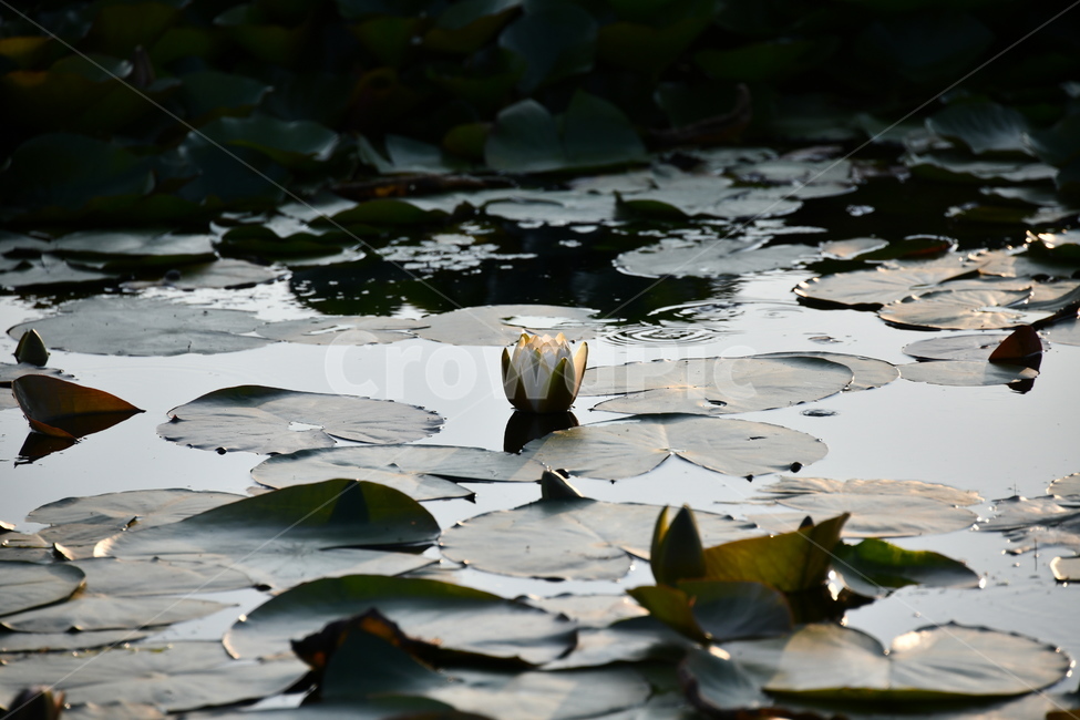 연곷,꽃,연꽃밭,식물,자연,plants,nature,flower,연잎