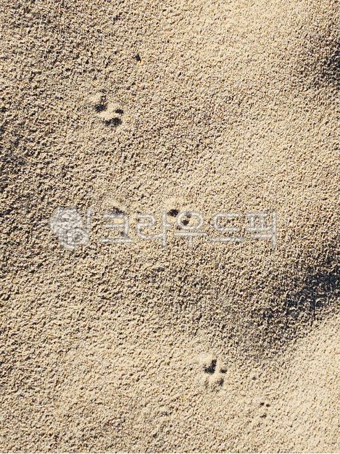 Sand,sand,sandy beach,sandy beach,footprints,puppy,puppy footprints,summer